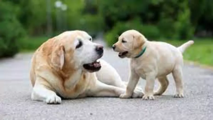 বিদেশি কুকুর ছবি