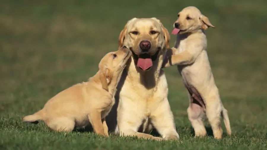 বিদেশি কুকুর ছবি