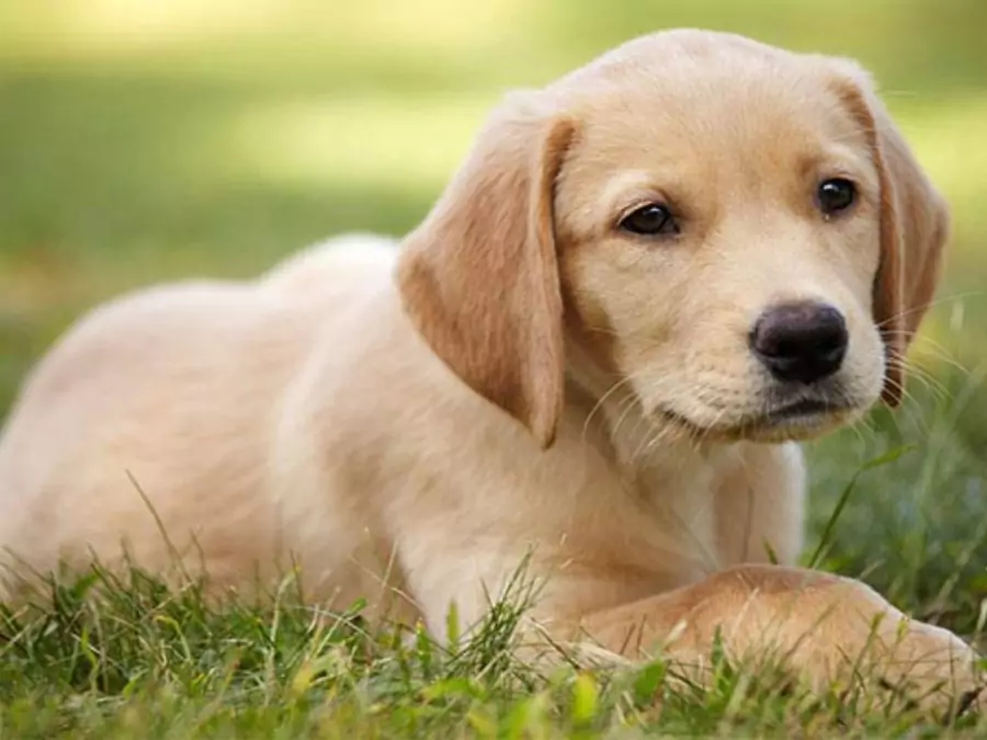 বিদেশি কুকুর ছবি