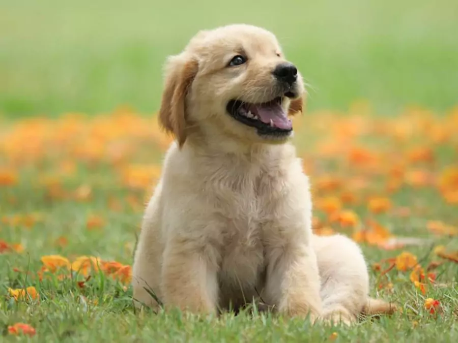 বিদেশি কুকুর ছবি