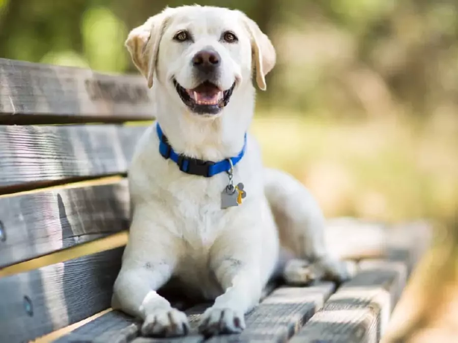 বিদেশি কুকুর ছবি