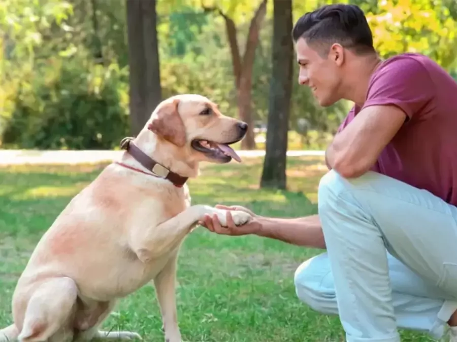 বিদেশি কুকুর ছবি