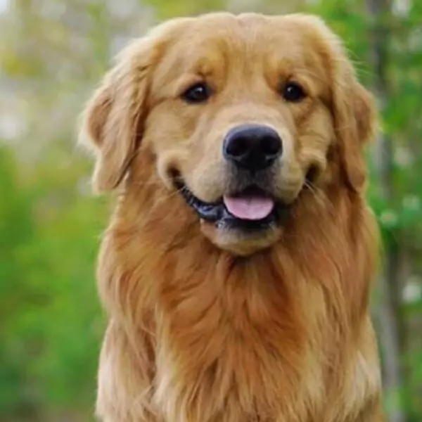 কুকুরের পিক