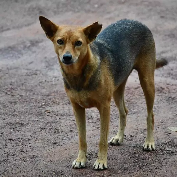 কুকুরের পিক