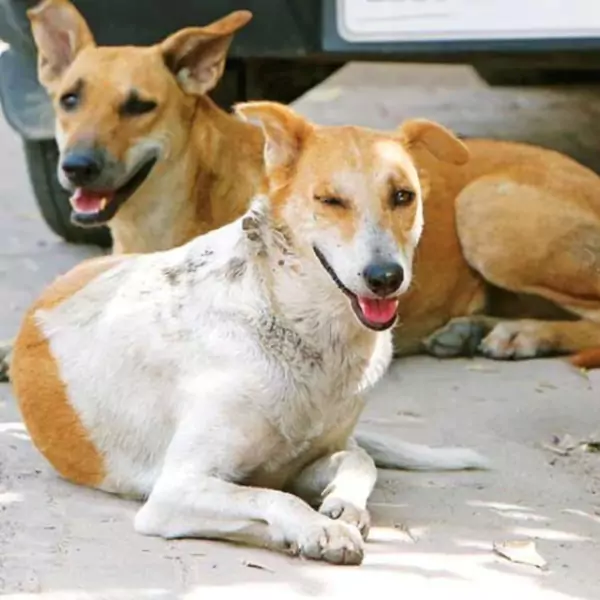 কুকুরের পিক