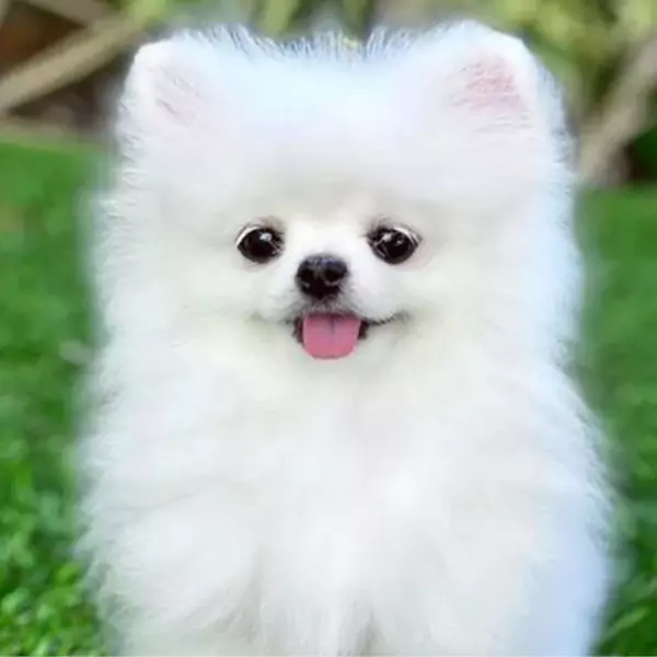 কুকুরের পিক