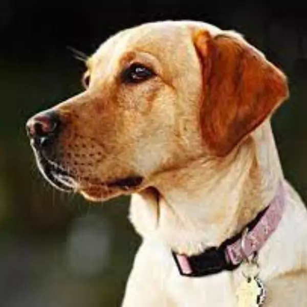 কুকুরের পিক