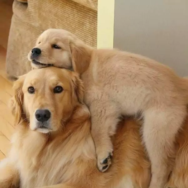 কুকুরের পিক