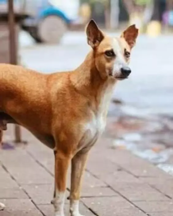 কুকুরের পিক