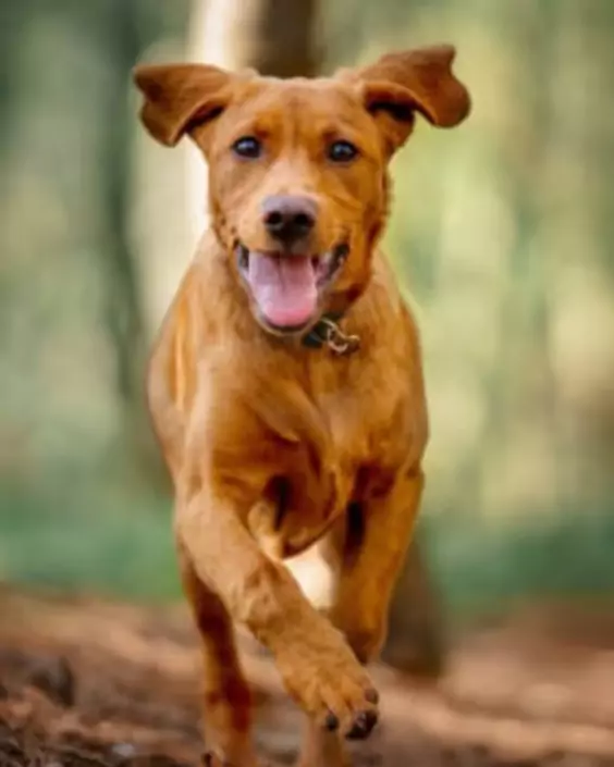 কুকুরের পিক