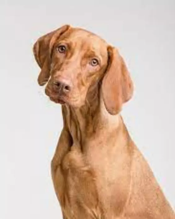 কুকুরের পিক