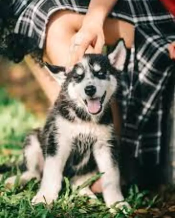 কুকুরের পিক