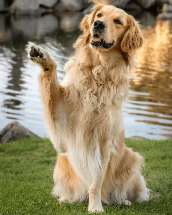 কুকুরের পিক