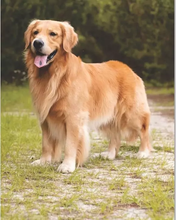 কুকুরের পিক