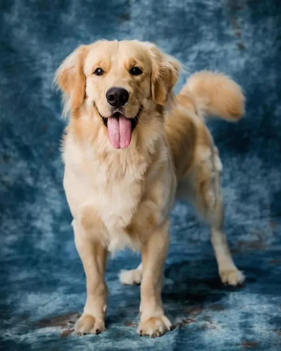 কুকুর পিক