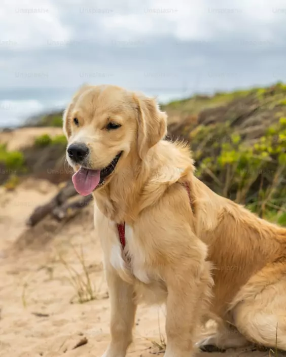 কুকুর পিক