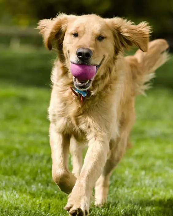 কুকুর পিক