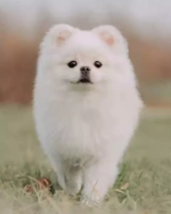 কুকুর পিক