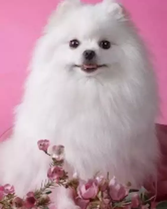 কুকুর পিক