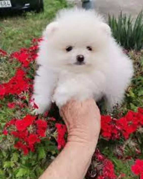 কুকুর পিক