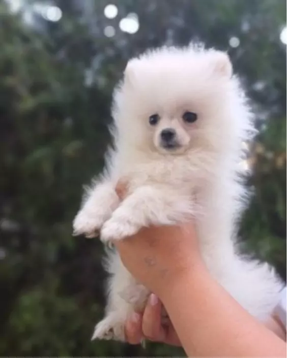 কুকুর পিক