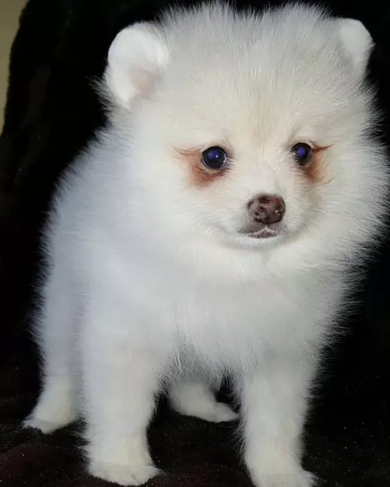 কুকুরের পিক