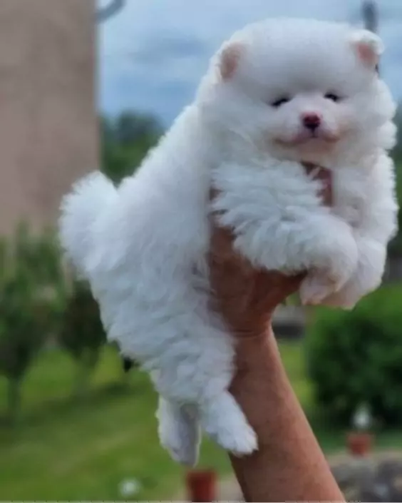 বিদেশি কুকুর ছবি