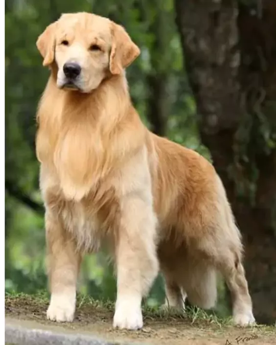 কুকুর পিক