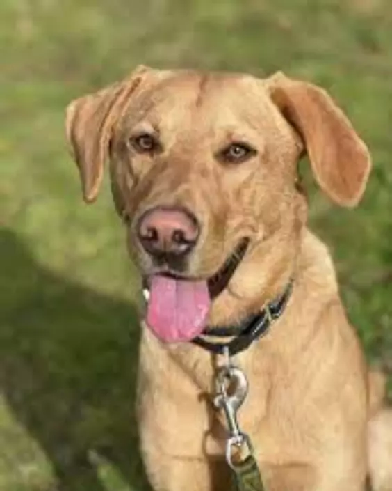 কুকুর পিক