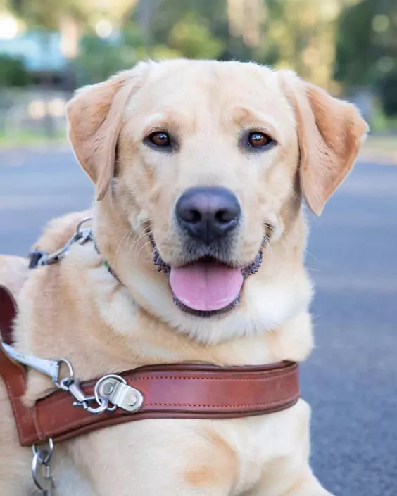 কুকুর পিক