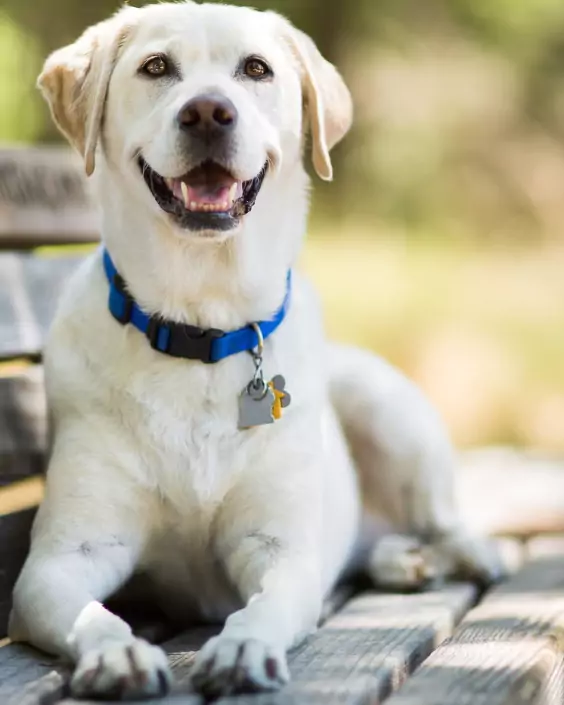 কুকুর পিক