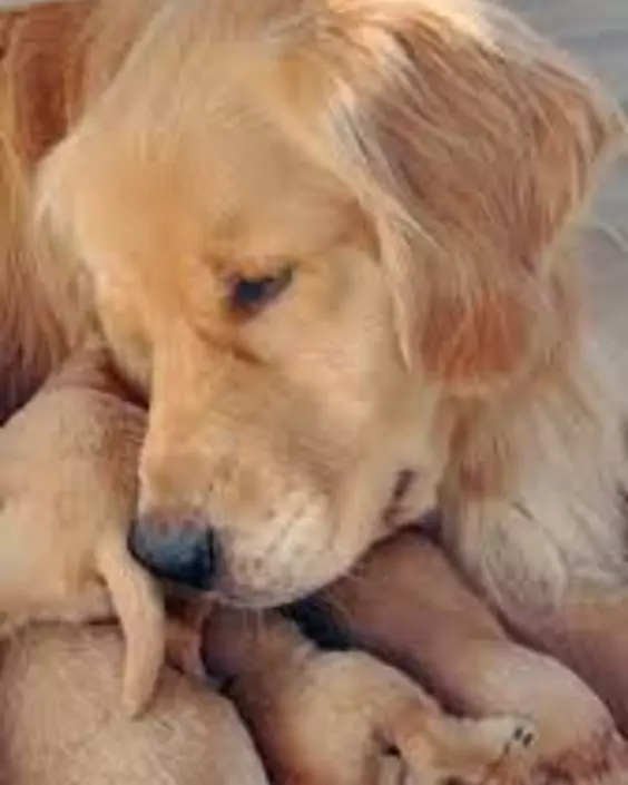 কুকুর পিক