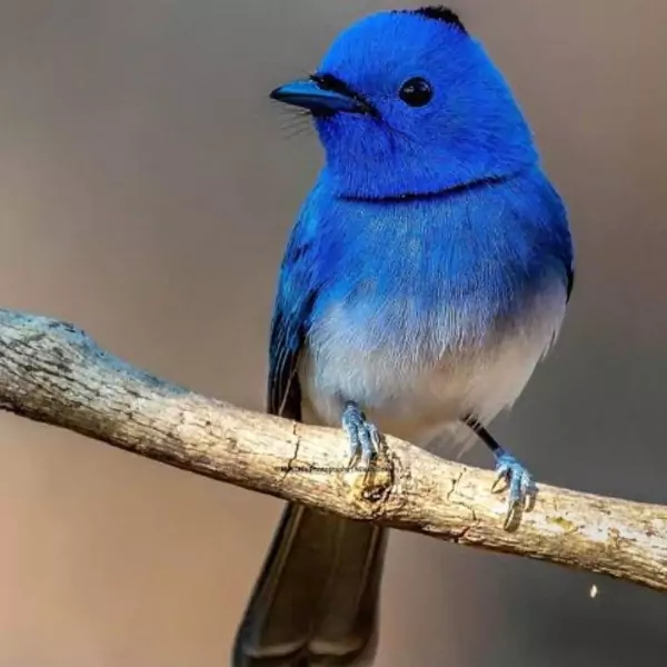 পাখির পিক