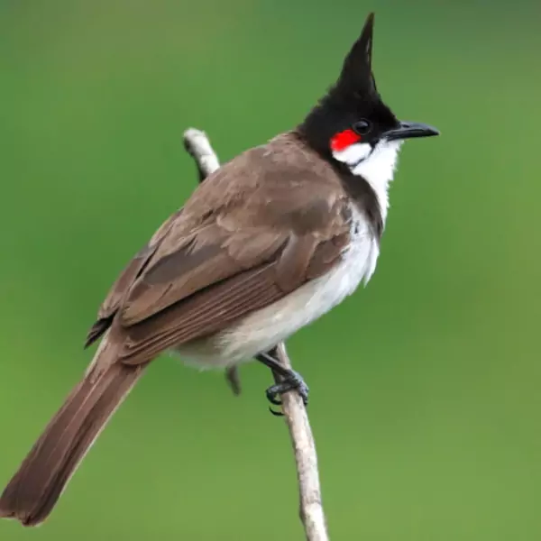 পাখির পিক