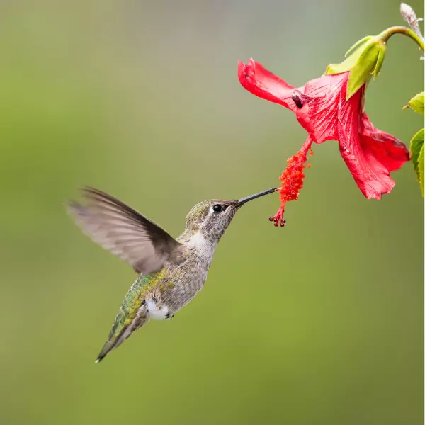 পাখি পিক