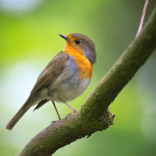 পাখি পিক