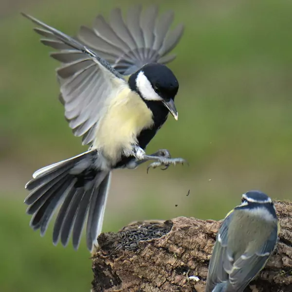 পাখির ছবি