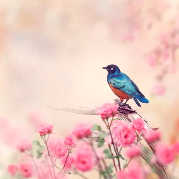 পাখি পিক