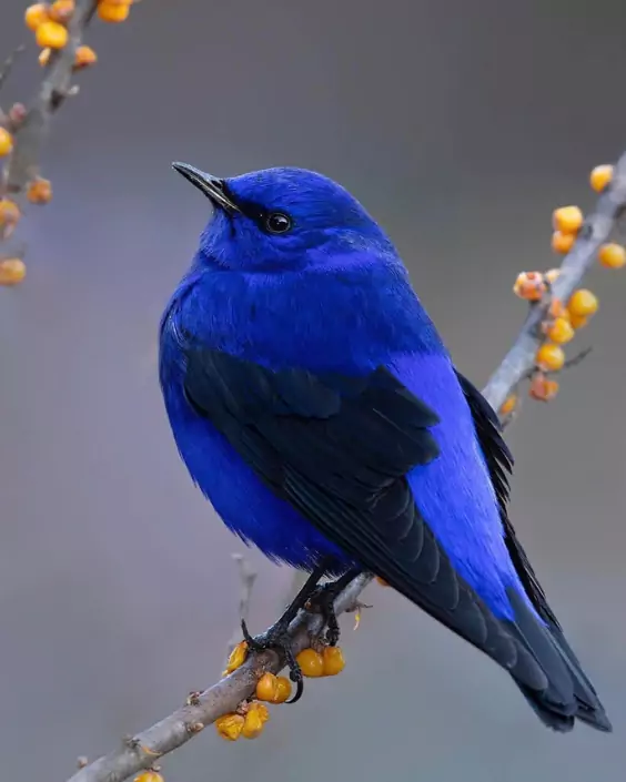 পাখি পিক