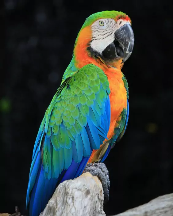 পাখি পিক