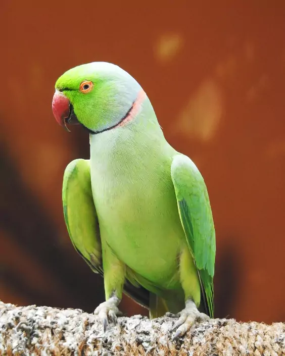 পাখি পিক