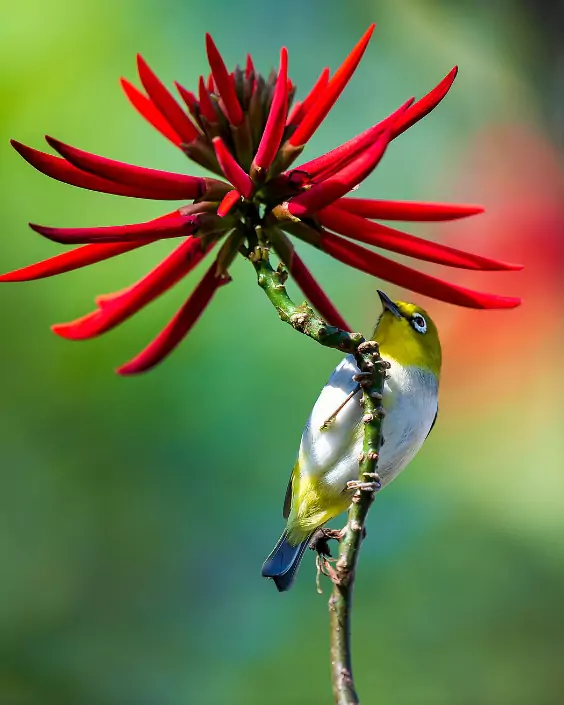 পাখি পিক