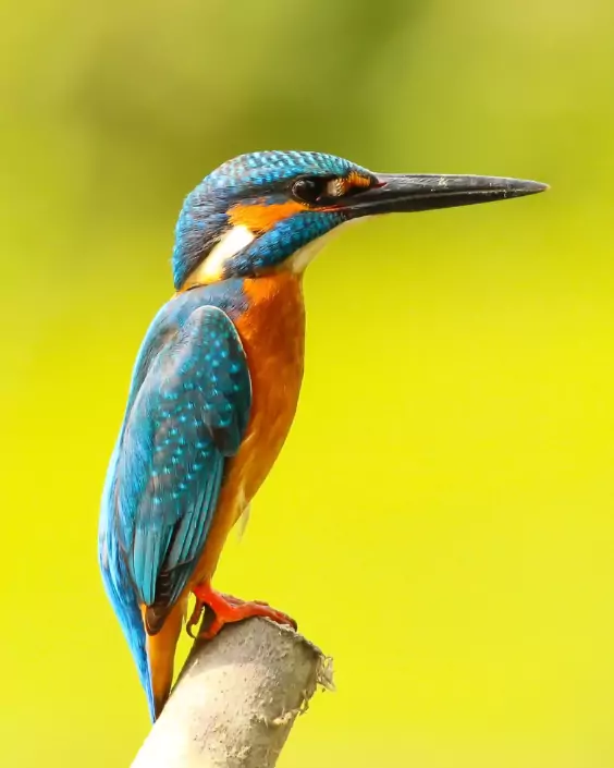 পাখির পিক