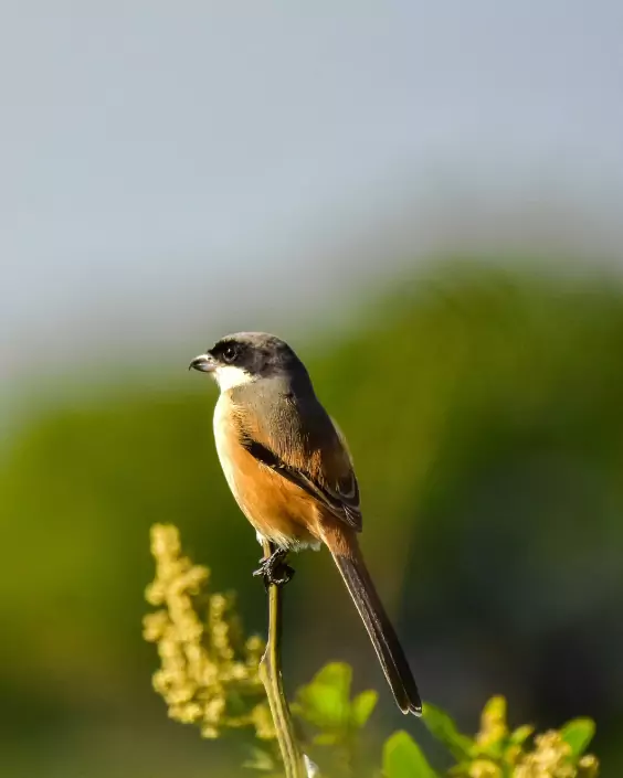 পাখি পিকচার