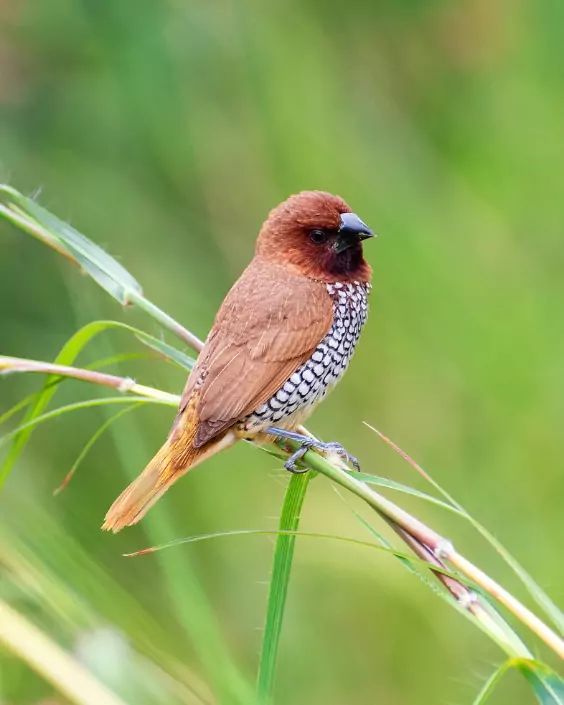 পাখির পিক