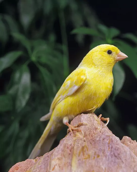 পাখি পিকচার