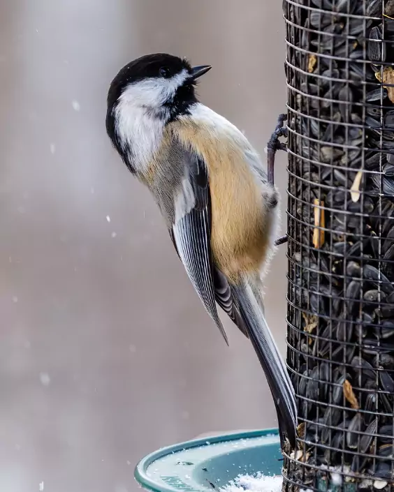 পাখির ছবি