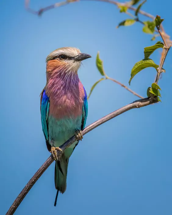 পাখির পিক