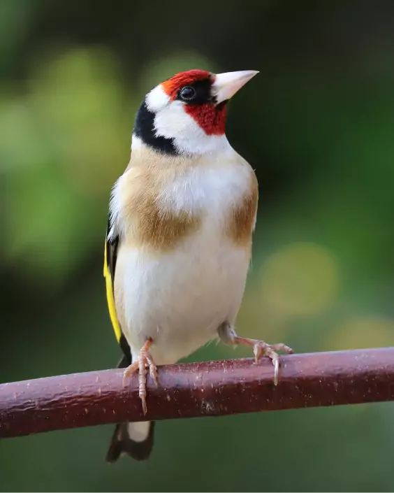 পাখির পিক