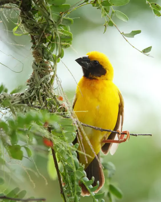 পাখির পিক